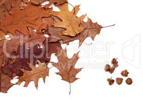 Autumn dried leafs of oak and acorns