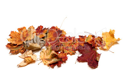 Autumn dried multicolor maple leafs