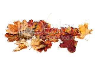 Autumn dried multicolor maple leafs