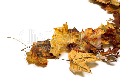 Autumn dried maple leafs