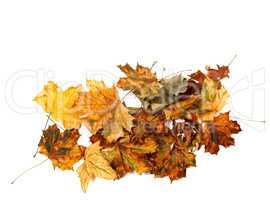 Autumn dry multicolor maple leafs