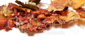 Autumn multicolor maple leafs