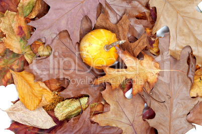 Small decorative pumpkins on autumn dry leafs