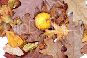 Small decorative pumpkins on autumn dry leafs