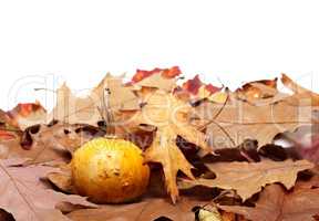 Small decorative pumpkin on autumn dry leaves from oak