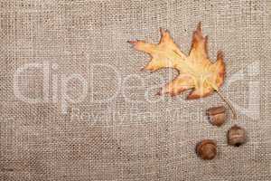 Autumn dried leaf of oak and three acorns on sackcloth