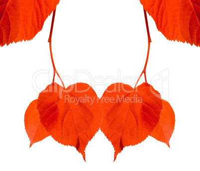 Red tilia leaves isolated on white background