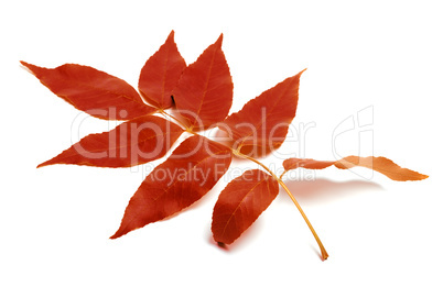 Red autumnal leaf on white background