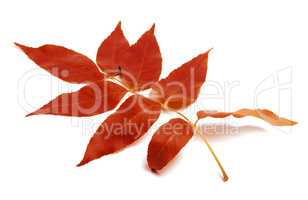 Red autumnal leaf on white background