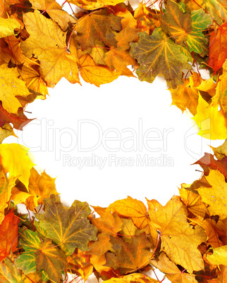 Autumn dry maple-leafs background