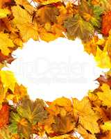 Autumn dry maple-leafs background
