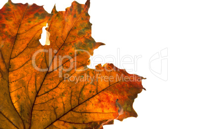 Dry maple leaf in corner