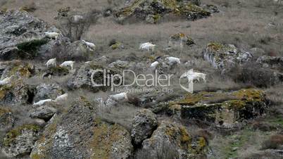 Goats on a mountain pasture