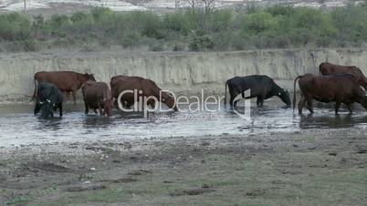 cows at the watering
