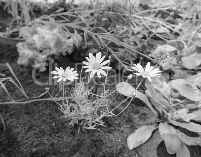 White Daisy flower in black and white
