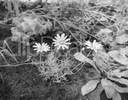 White Daisy flower in black and white