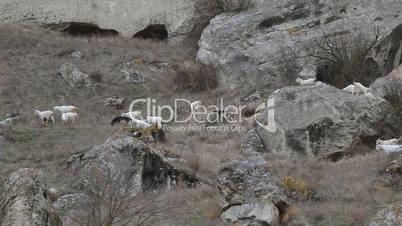 Goats on a mountain pasture