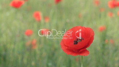Bee on poppy closeup