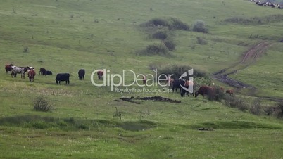 Cows grazing on a mountain plateau