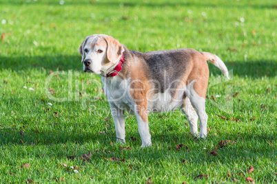 Junger braun weißer Hund          Young brown white dog