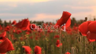 Poppies at sunset background
