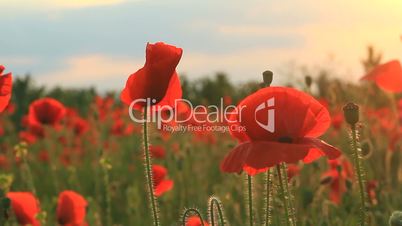 Poppies at sunset background