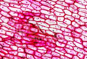 Onion epidermus micrograph