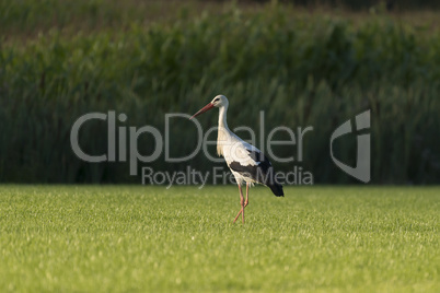 White Stork in a newly mowed meadow.