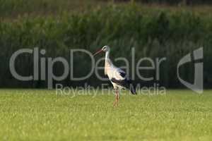 White Stork in a newly mowed meadow.