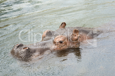 Head of swimming hippo .