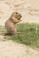 Grass eating North American Prairie dog.