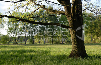 Baum auf einer Wiese