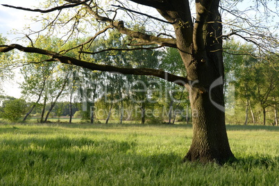 Baum auf einer Wiese