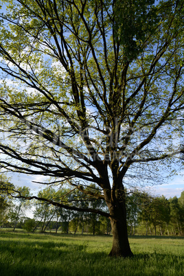 Baum auf einer Wiese