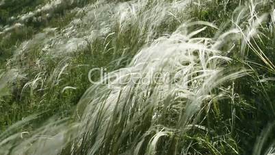 Feather Grass