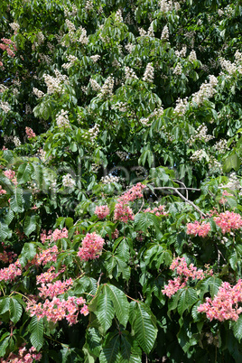 Blüten der Rosskastanie