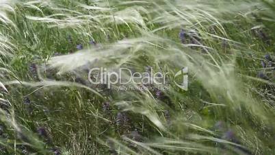 Feather Grass