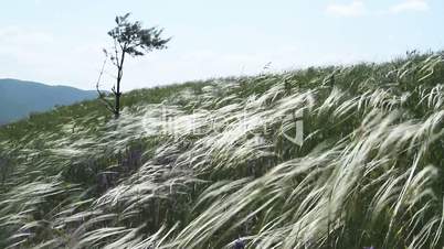 Feather Grass