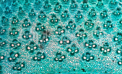 Bamboo stem micrograph