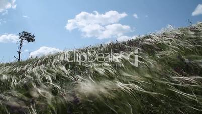 Feather Grass