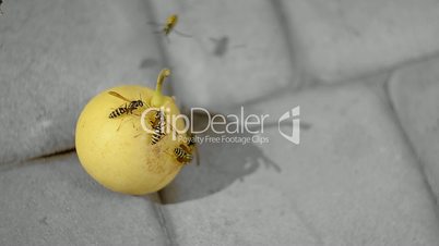 Insects Eat A Pear
