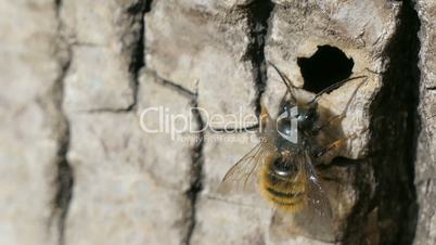 Macro Shot Wild Bee Osmia Bicornis