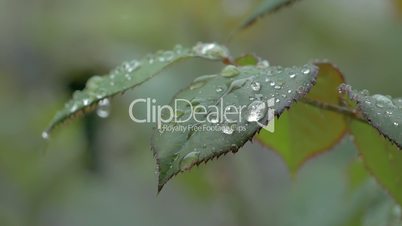 Beautiful Nature Background With Raindrops And Wet Rose Leaf