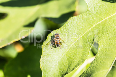 Leaf with bee