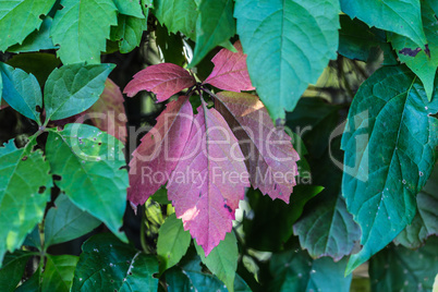 Colours of Autumn Colours of Autumn