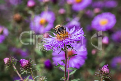 Aster with bee