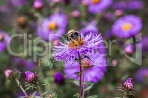 Aster with bee