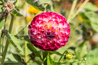 Dahlia