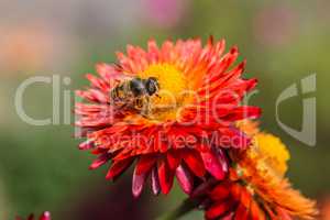 Strawflower with bee