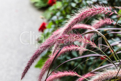 Fountain grass